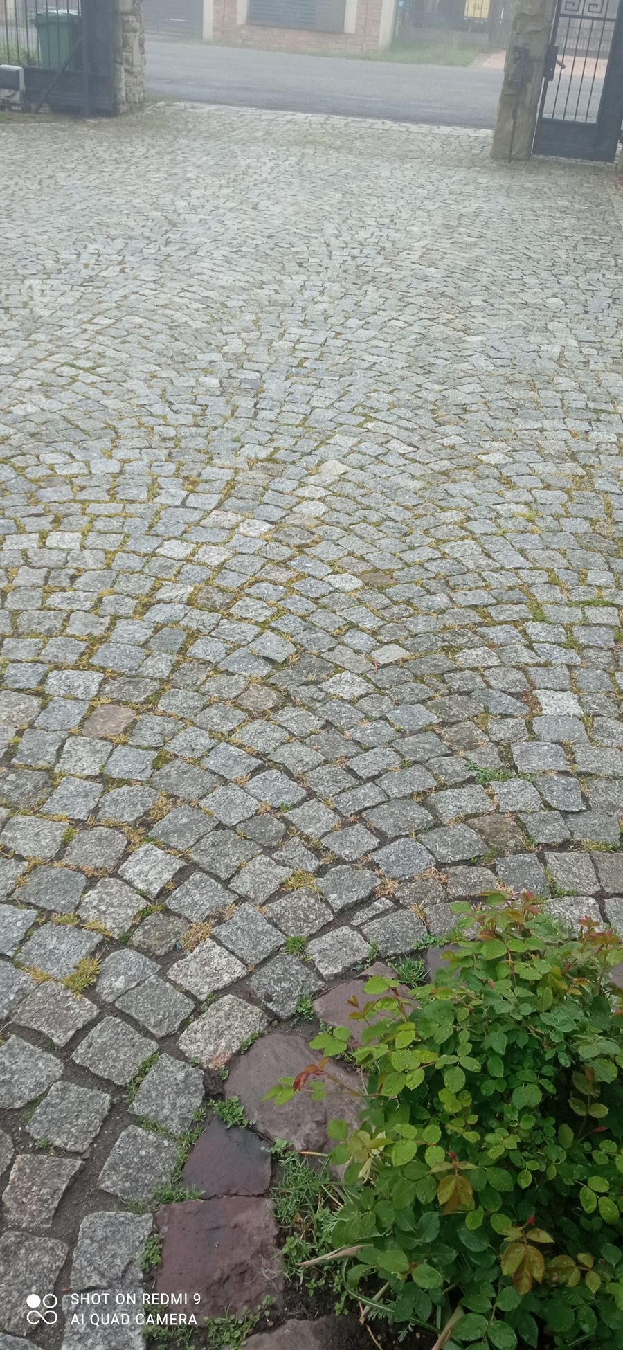 Kostka brukowa z mchem i zielenią wyrastającą ze spoin